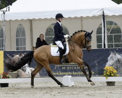 stallion Chickeria H (German Riding Pony, 2020, from Caspar H 5)