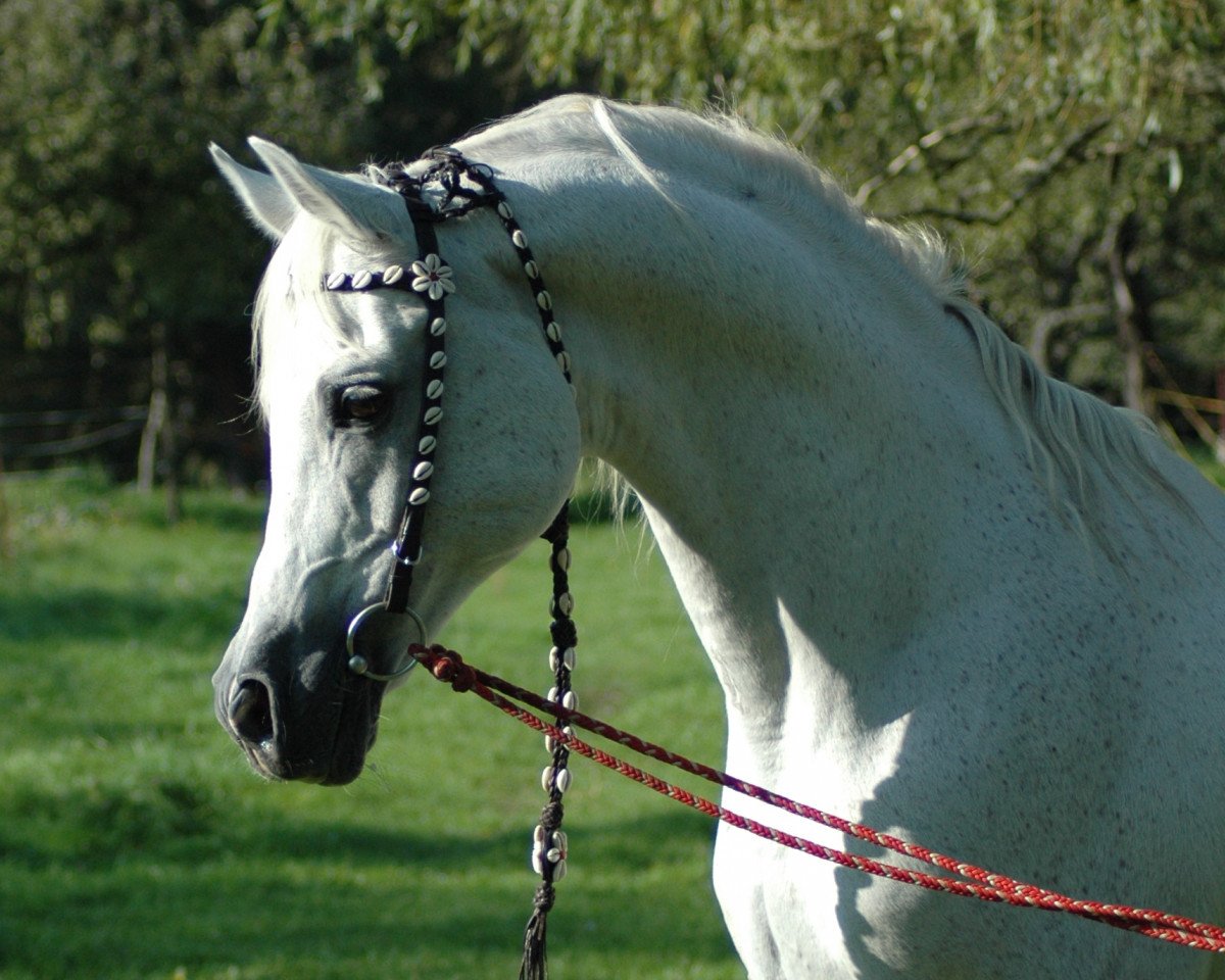 stallion Pamir ox (Arabian purebred, 1990, from Penthagonn ox)