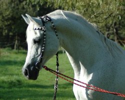 stallion Pamir ox (Arabian thoroughbred, 1990, from Penthagonn ox)