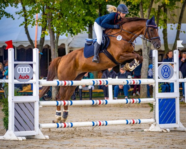 broodmare Elenka (German Sport Horse, 2009, from Sanssouci)