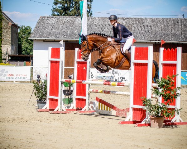 jumper Igor 256 (KWPN (Royal Dutch Sporthorse), 2015)