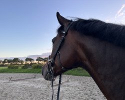 dressage horse Cavall 6 (Holsteiner, 2012, from Catoo)