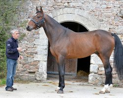 stallion Cristal de B'Neville (Selle Français, 2012, from Kannan)