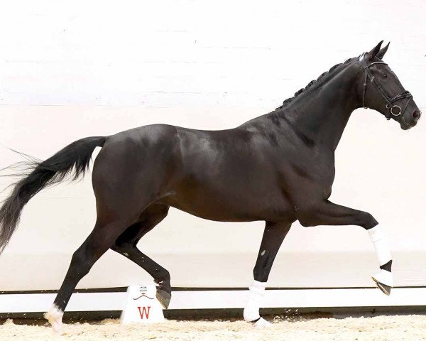 dressage horse Jordy van de Uilenhoek (KWPN (Royal Dutch Sporthorse), 2020, from Jameson Rs2)