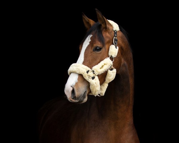 dressage horse Stute von Diamond Deluxe / Lissaro (Westphalian, 2020, from Diamond Deluxe 3)