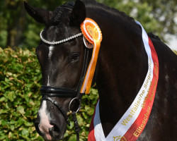 dressage horse Iconic Love FD (Westfale, 2020, from Asgard's Ibiza)