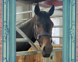 dressage horse Ferrero Küsschen (Westphalian, 2020, from Fashion In Black NRW)