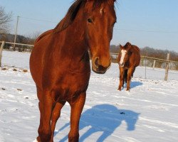 horse Valisca (Oldenburger, 2019, from Valverde NRW)