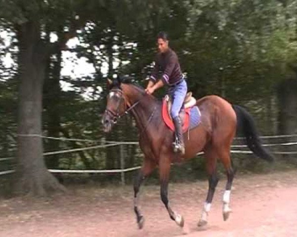 stallion Elegant de Barachy (Selle Français, 1992, from Darco)