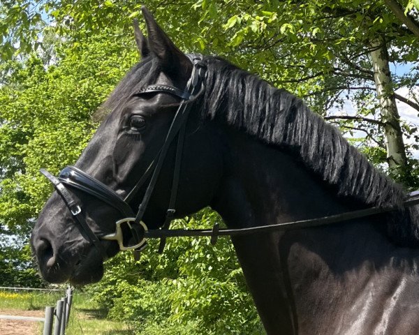 dressage horse Django 465 (German Sport Horse, 2016, from Diarado)