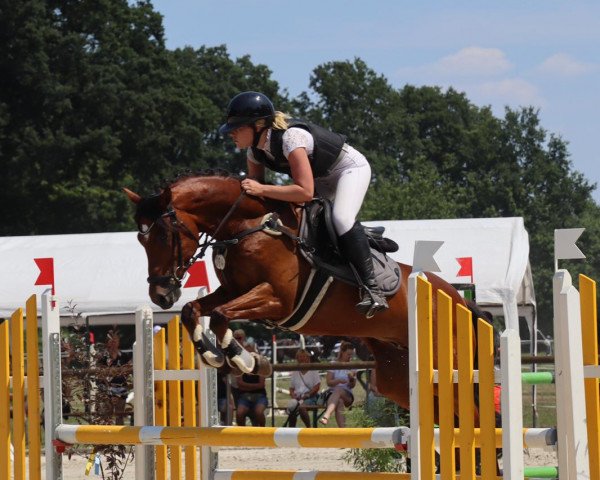 jumper Davignon's Dymax (German Riding Pony, 2015, from Davignon)