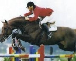 stallion Alloro (Selle Français, 1988, from Double Espoir)