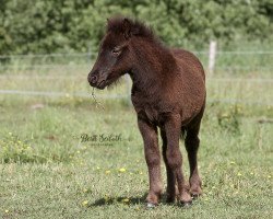 horse Kalor Goliath (Dt.Part-bred Shetland pony, 2021, from Likedeelers Gerrie Potter)