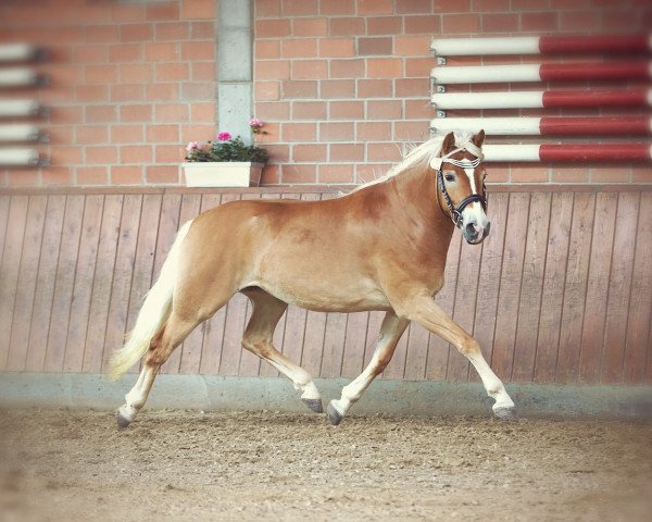 dressage horse Oana (Haflinger, 2020, from Nachtstolz)