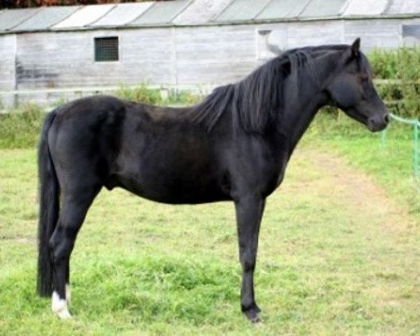 Deckhengst Boston Bentick (Welsh Pony (Sek.B), 1992, von Varndell Right Royal)