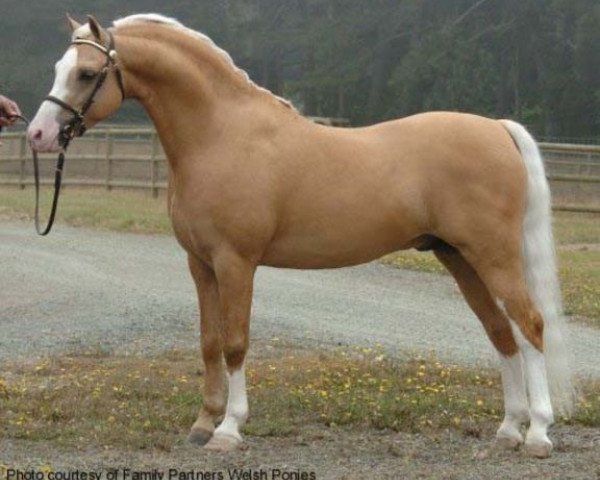 horse Wedderlie Mardi Gras (Welsh-Pony (Section B), 2001, from Eyarth Beau Geste)