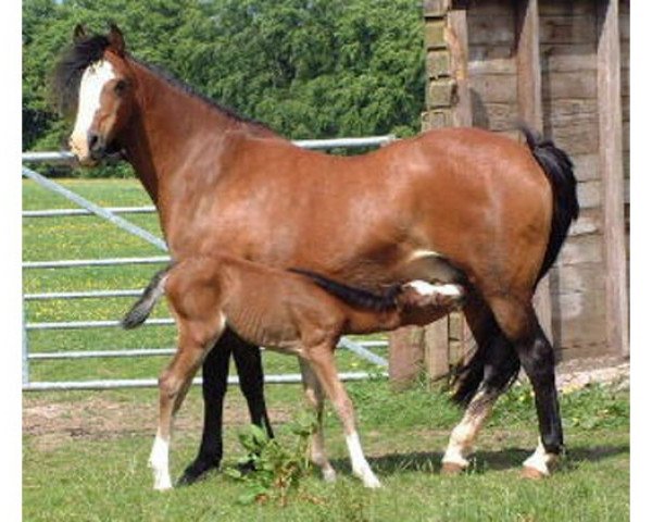 Zuchtstute Wedderlie Marianne (Welsh Pony (Sek.B), 1985, von Mybella Victor)