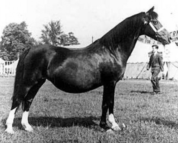 Zuchtstute Coed Coch Sirius (Welsh Mountain Pony (Sek.A), 1937, von Bowdler Brightlight)