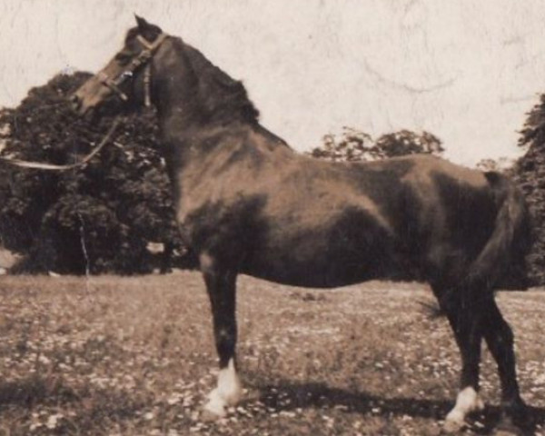 Zuchtstute Coed Coch Seren (Welsh Mountain Pony (Sek.A), 1925, von Grove Sharpshooter)