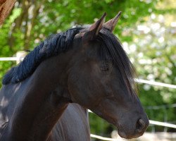 dressage horse Pavolino (Trakehner, 2012, from Saint Cyr)