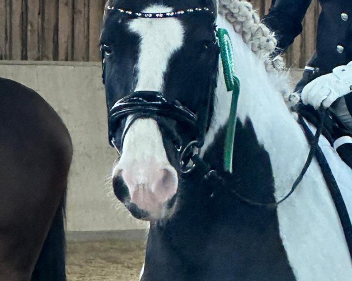 dressage horse Cliff's Tequila (Tinker / Irish Cob / Gypsy Vanner, 2008, from Cliff)