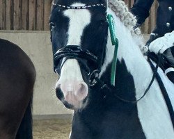 dressage horse Cliff's Tequila (Tinker / Irish Cob / Gypsy Vanner, 2008, from Cliff)