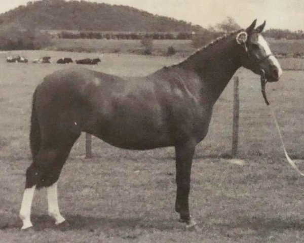 Zuchtstute Rosslyn Love Lilt (British Riding Pony, 1969, von Lennel Strolling Minstrel)