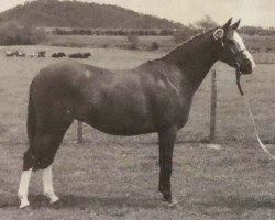 broodmare Rosslyn Love Lilt (British Riding Pony, 1969, from Lennel Strolling Minstrel)