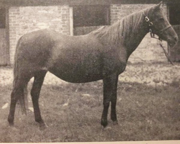 broodmare Gypsy Gold (British Riding Pony, 1934, from Good Luck)