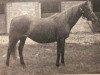 Zuchtstute Gypsy Gold (British Riding Pony, 1934, von Good Luck)