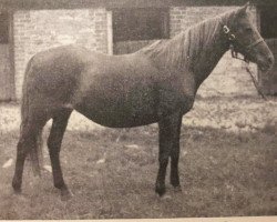 Zuchtstute Gypsy Gold (British Riding Pony, 1934, von Good Luck)