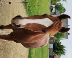 horse Pataro (German Riding Pony, 1998, from Molenhorn's Pasja)