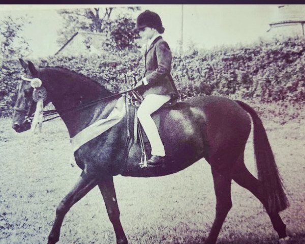 broodmare Piran Larkspur (British Riding Pony, 1969, from Bwlch Zephyr)