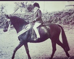 Zuchtstute Piran Larkspur (British Riding Pony, 1969, von Bwlch Zephyr)