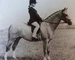 Pferd Twyford Grenade (Welsh Mountain Pony (Sek.A), 1969, von Coed Coch Asa)