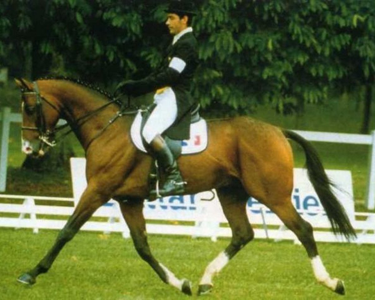 stallion Daguet du Rochau AA (Anglo-Arabs, 1991, from Prince Ig'Or AA)