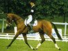 stallion Daguet du Rochau AA (Anglo-Arabs, 1991, from Prince Ig'Or AA)