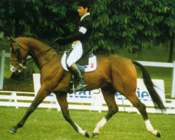 stallion Daguet du Rochau AA (Anglo-Arabs, 1991, from Prince Ig'Or AA)