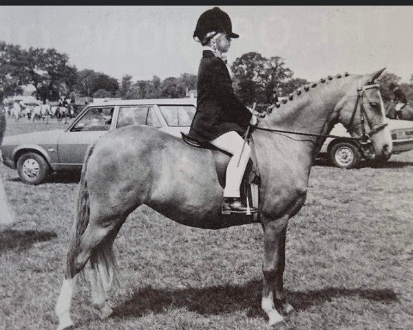 Zuchtstute Maxwelltown Moonmist (Welsh Mountain Pony (Sek.A), 1964, von Coed Coch Rhodri)