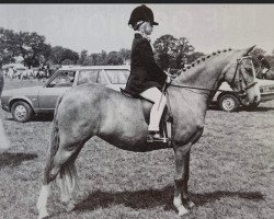 broodmare Maxwelltown Moonmist (Welsh mountain pony (SEK.A), 1964, from Coed Coch Rhodri)