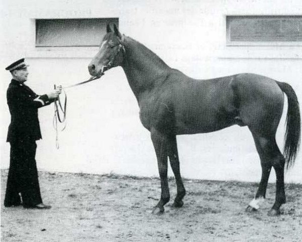 stallion Le Givre AA (Anglo-Arabs, 1960, from Tetouan AA)