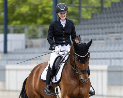 dressage horse Descarada H (German Sport Horse, 2018, from De Niro Gold 3)