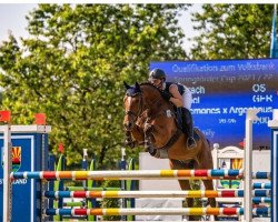 jumper Shadrach (Oldenburg show jumper, 2008, from Special Memories)