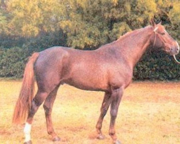 stallion Gamin de Quiesce (Selle Français, 1994, from Double Espoir)