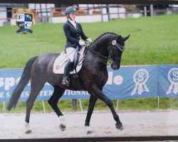 dressage horse Patinko (Oldenburg, 2001, from Pik Noir)