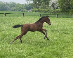 Springpferd Verbelle (Westfale, 2023, von Verdi)