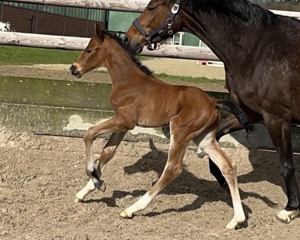 Springpferd Conraat (Westfale, 2023, von Conrad de Hus)