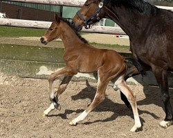 Springpferd Conraat (Westfale, 2023, von Conrad de Hus)