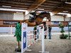 jumper Rocked Girl (Oldenburg show jumper, 2010, from Candiro 4)