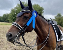 dressage horse Dance Akkord (German Riding Pony, 2008, from D'Acord)